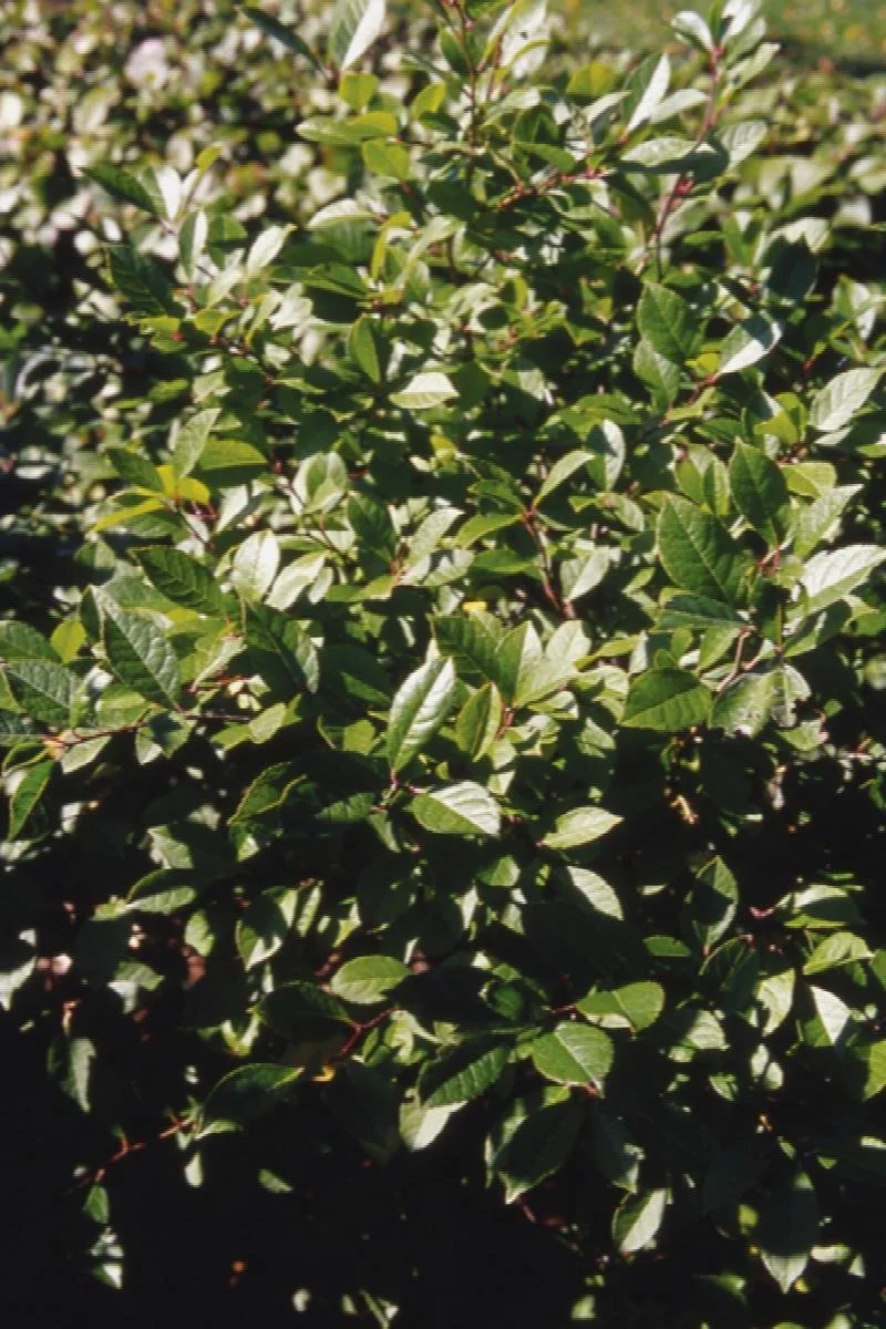 Winterberry Jim Dandy 2.jpeg