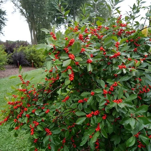 Berry Heavy Winterberry - 3 Gallon Container