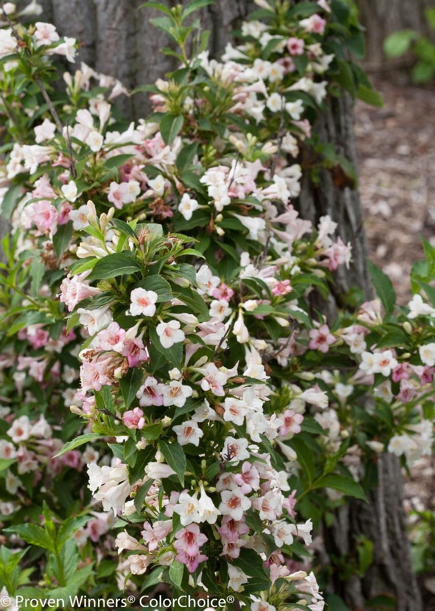 Weigela Sonic Bloom.jpeg