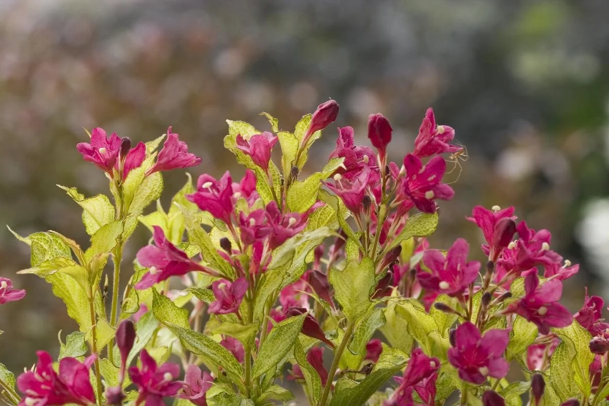 weigela sonic bloom ghost.jpeg