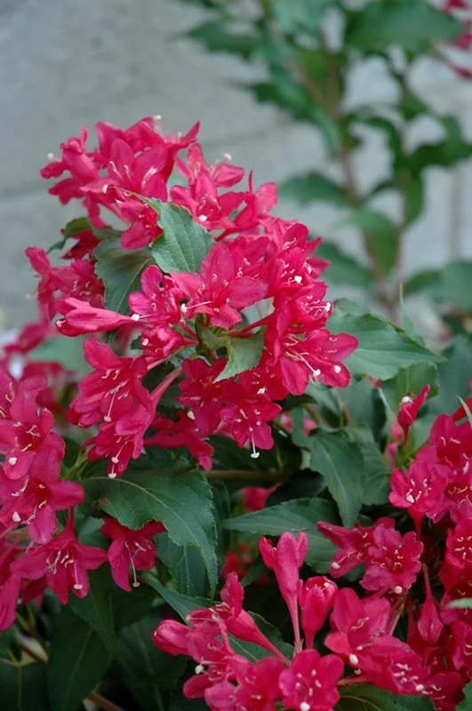 weigela sonic bloom red 2.jpeg