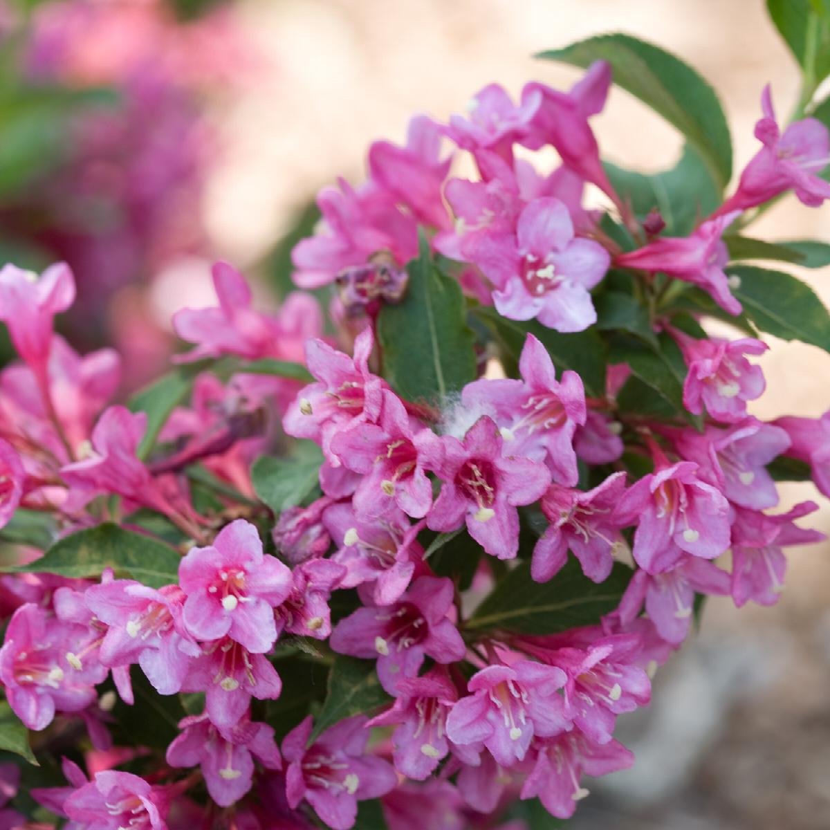 weigela sonic bloom pink.jpeg