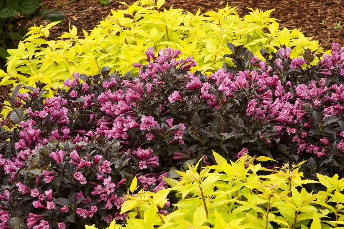 weigela dark horse 2.jpeg