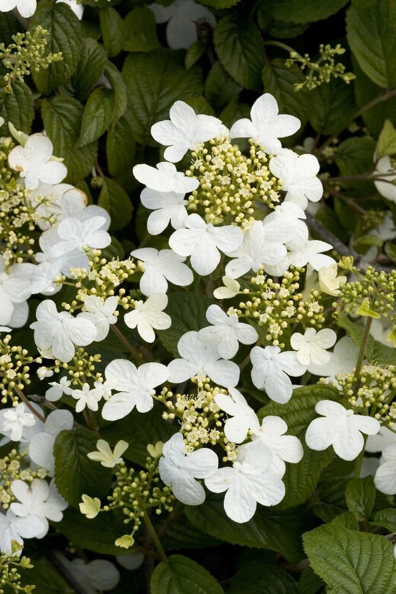 viburnum summer snowflake 2.jpeg