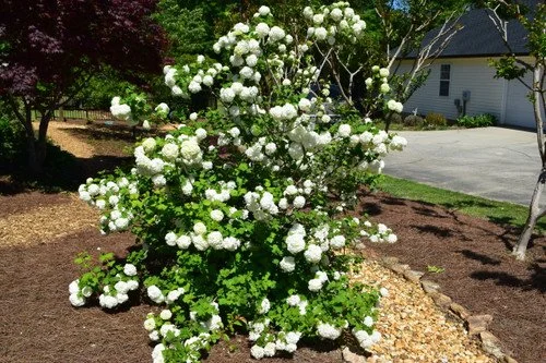 viburnum eastern snowball.jpeg
