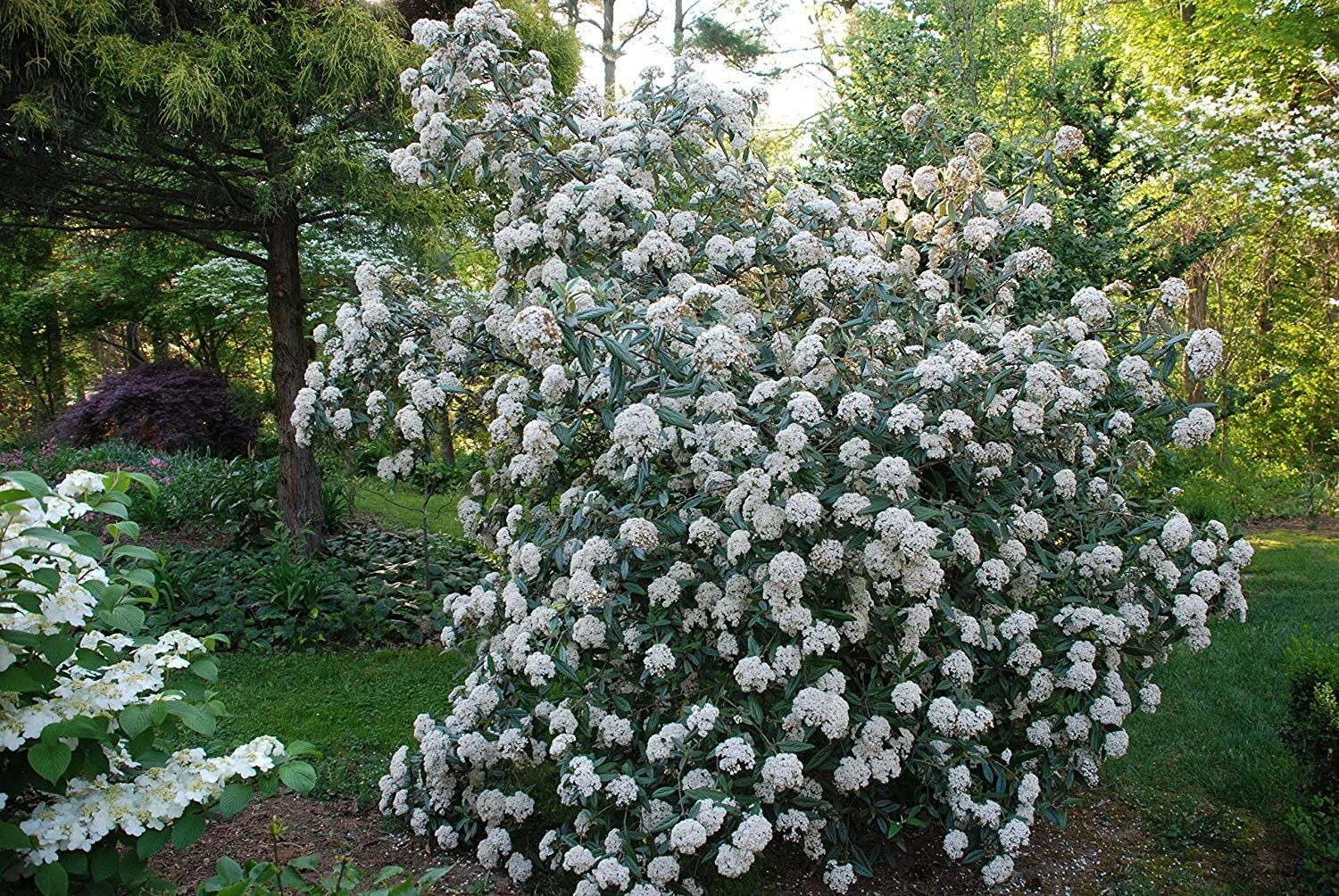 viburnum pragense.jpeg