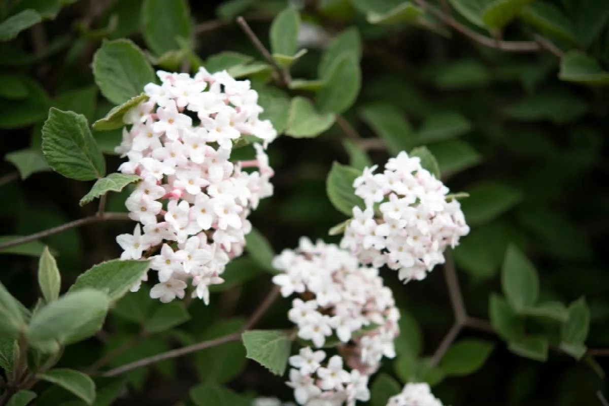 viburnum korean spice.jpeg