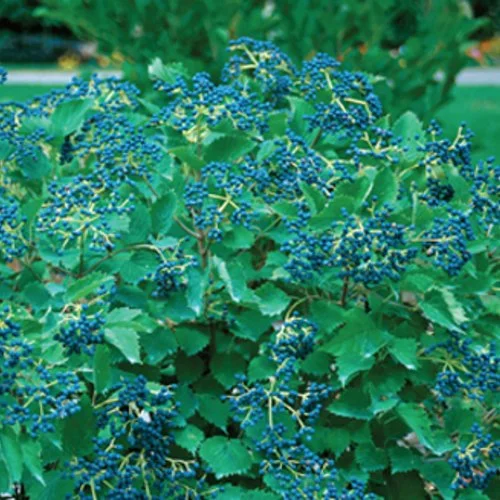 viburnum blue muffin.jpeg