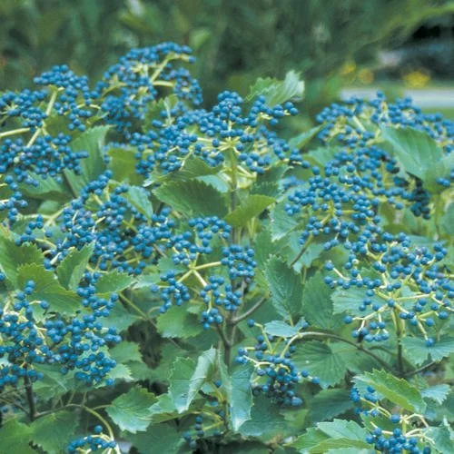 viburnum blue muffin 2.jpeg