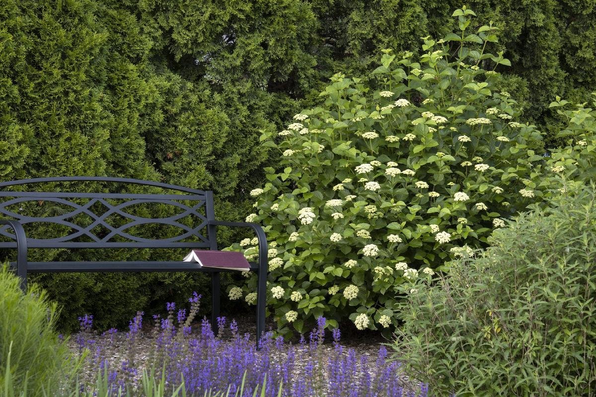 viburnum arrowwood.jpeg