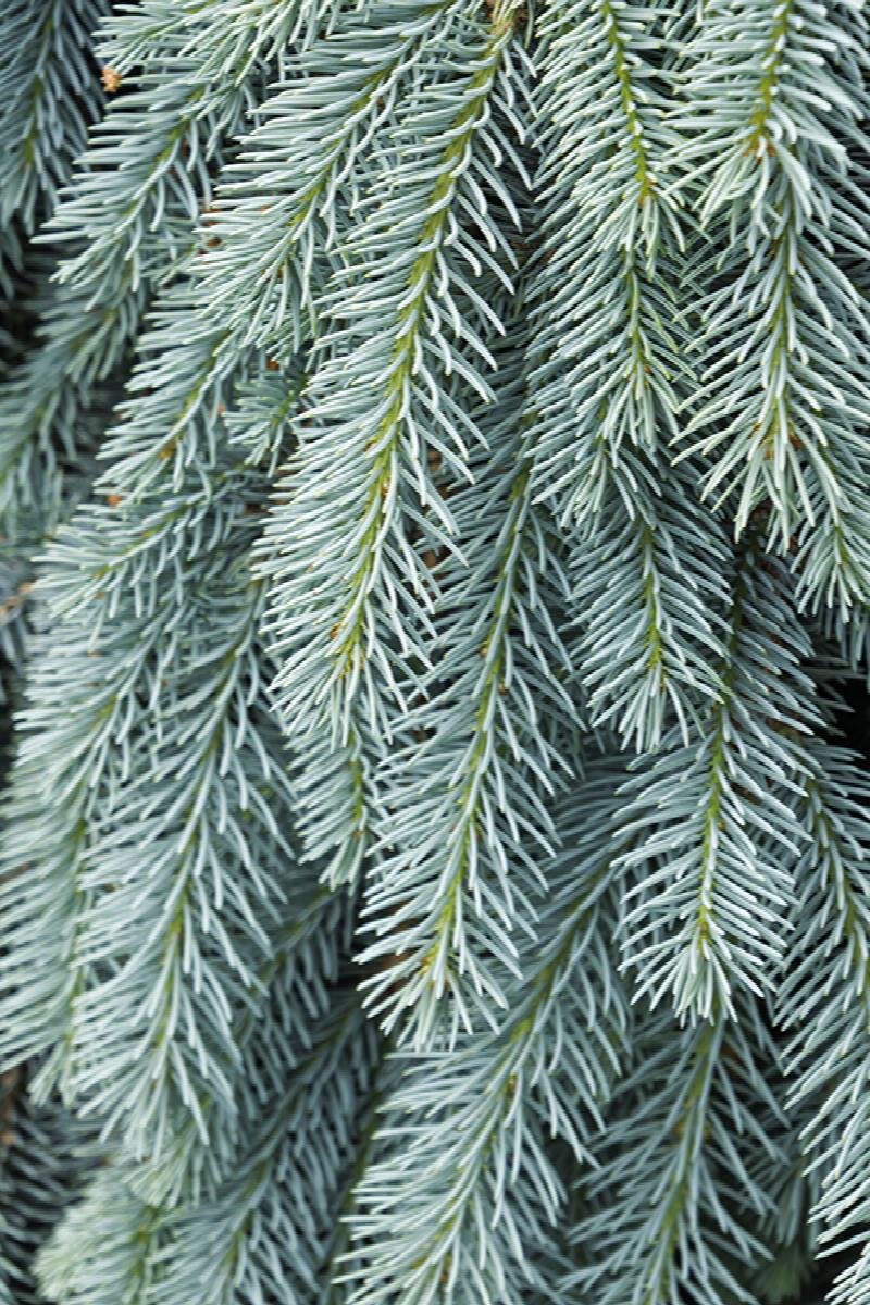 Conifers