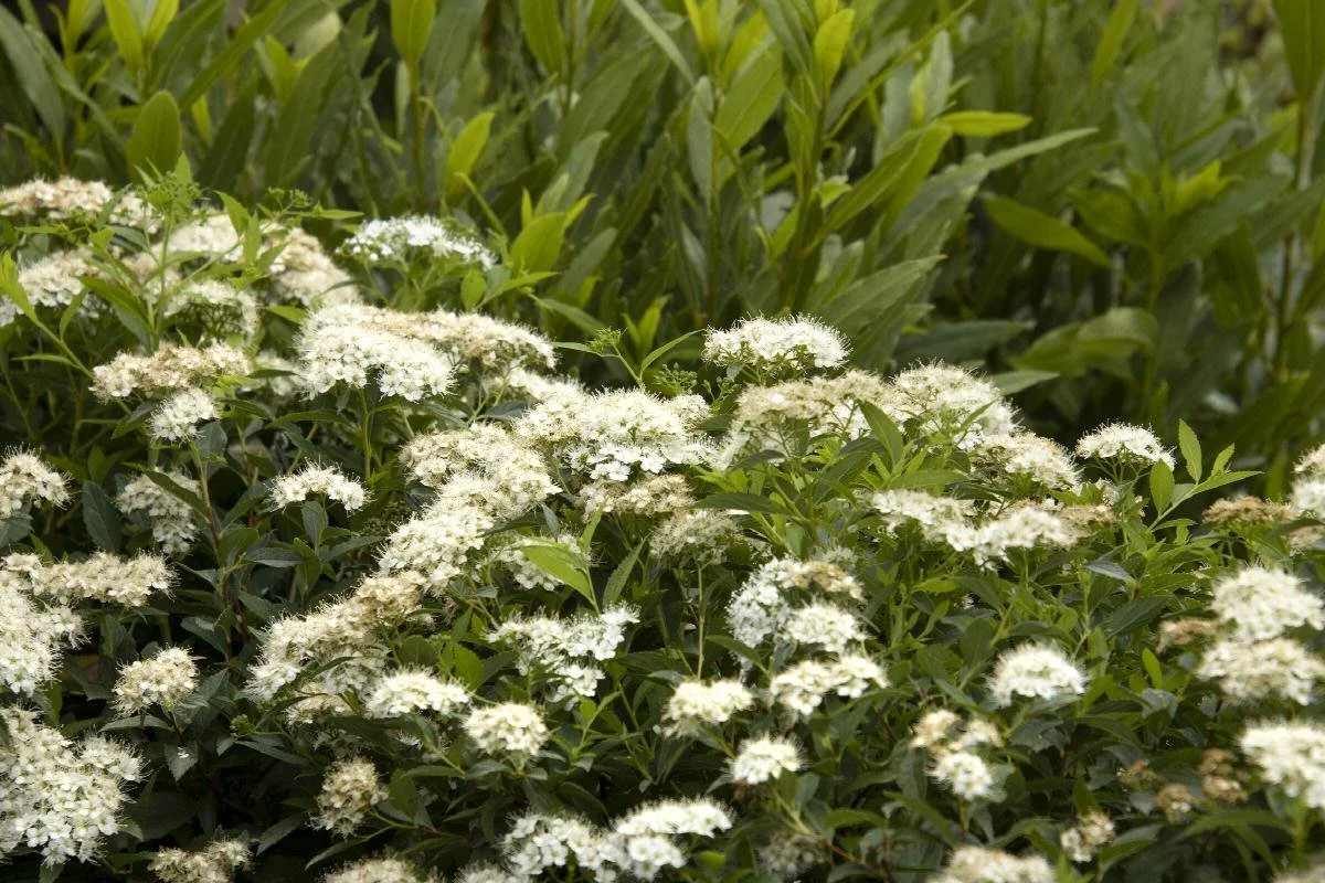 spirea yeti.jpeg