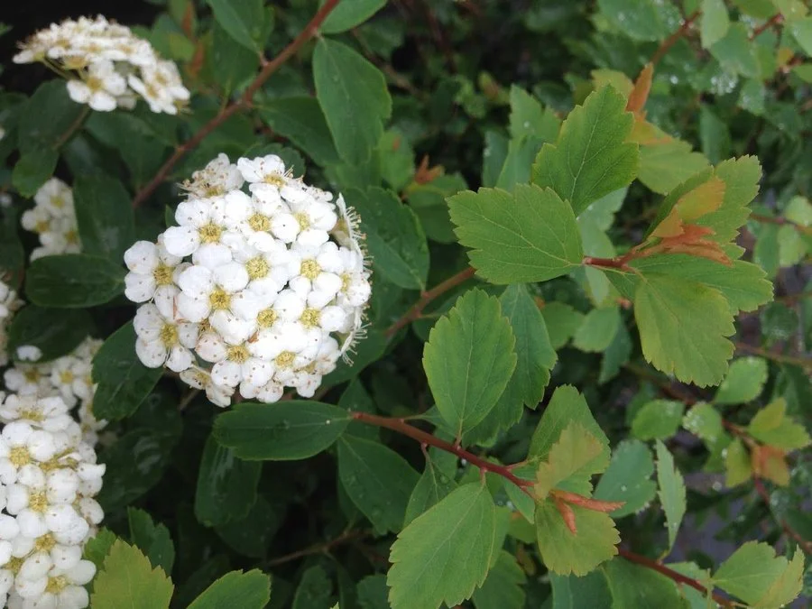 spirea vanhouttei.jpeg