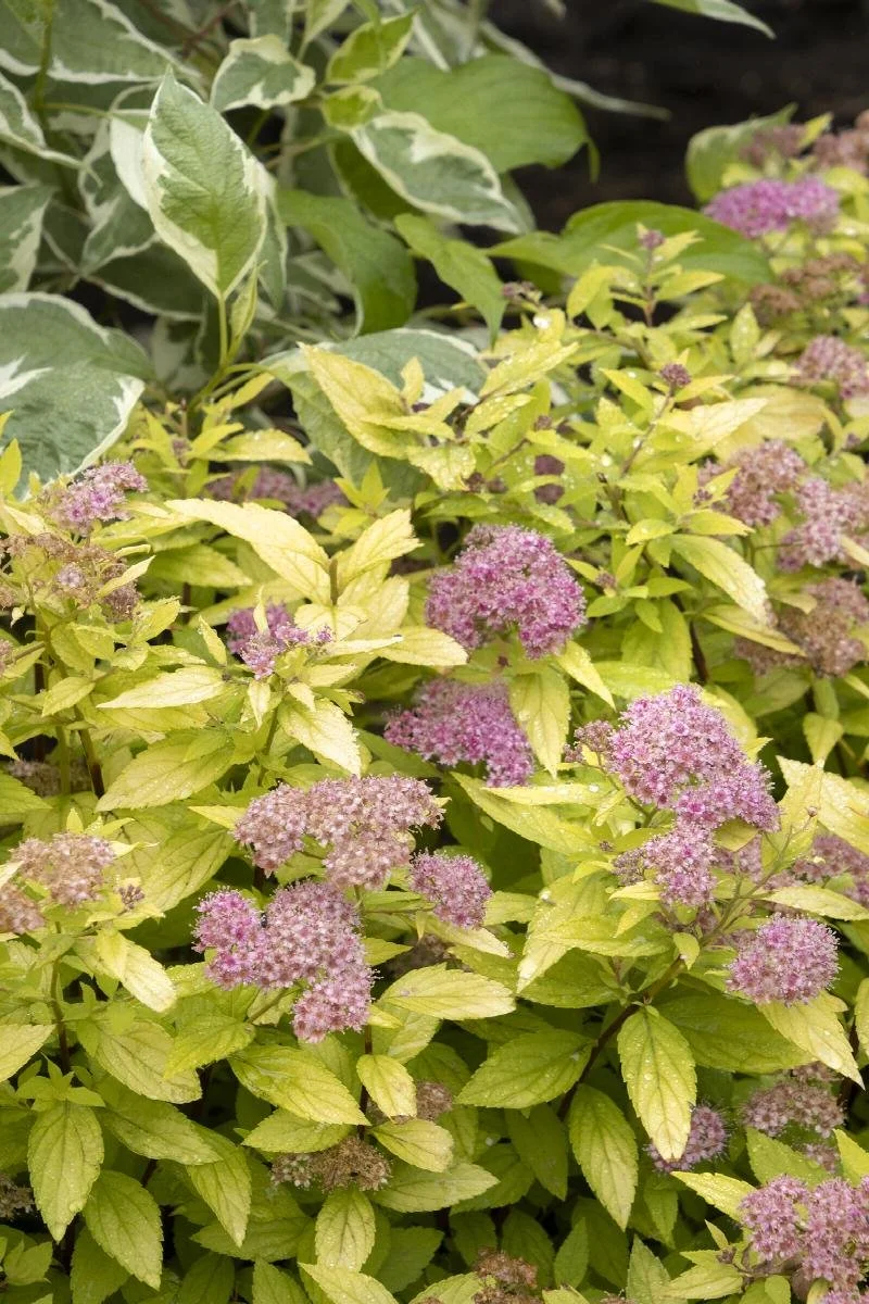 spirea lil sizzle.jpeg