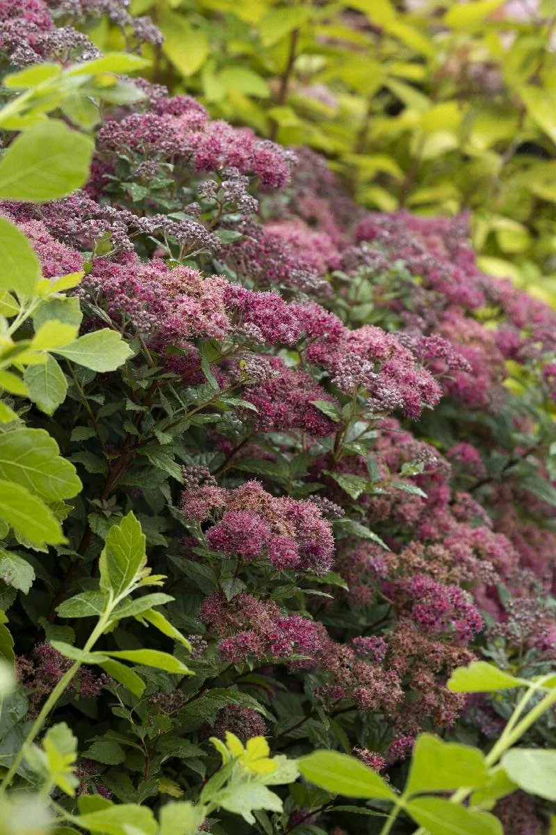 spirea lil flirt 2.jpeg