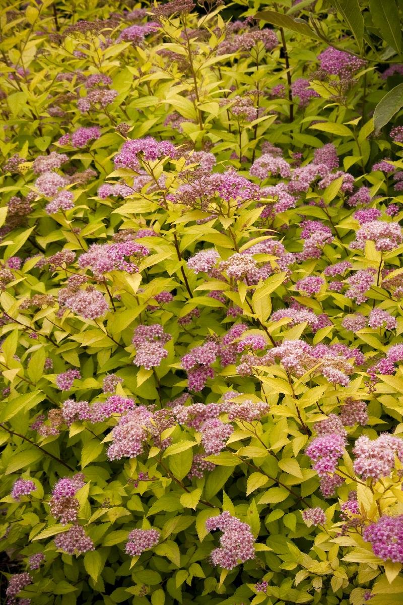spirea goldmound.jpeg