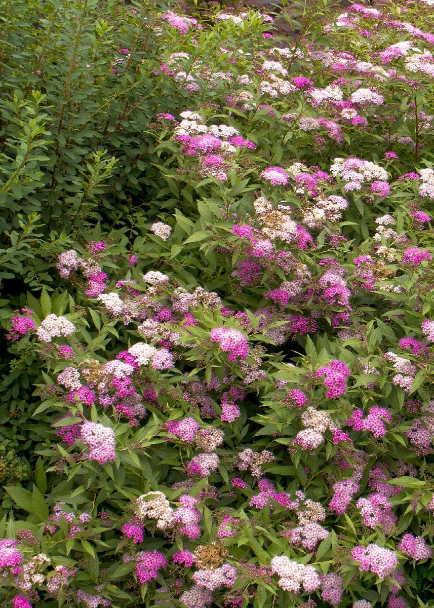 spirea anthony waterer.jpeg