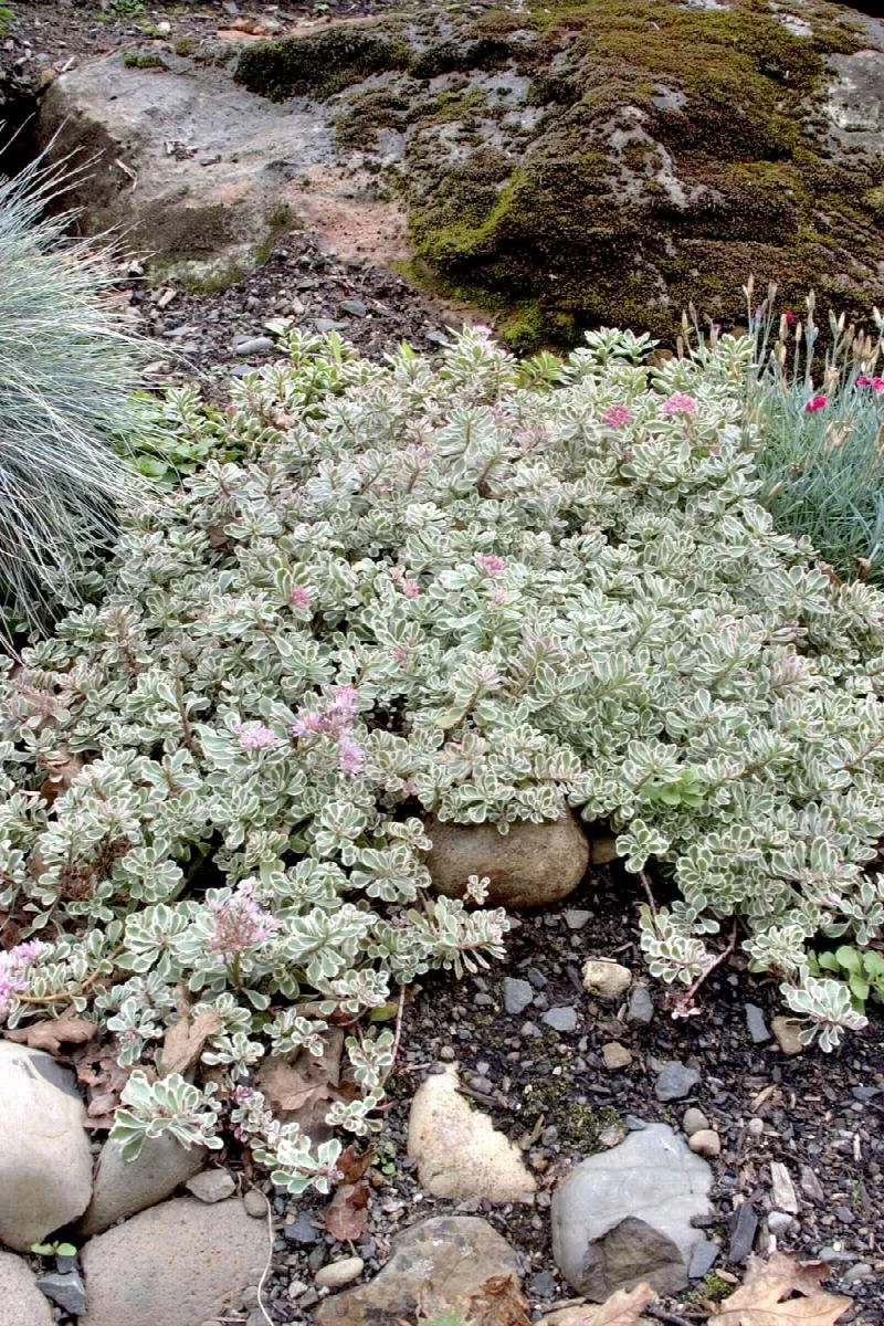 sedum variegated stonecrop.jpeg