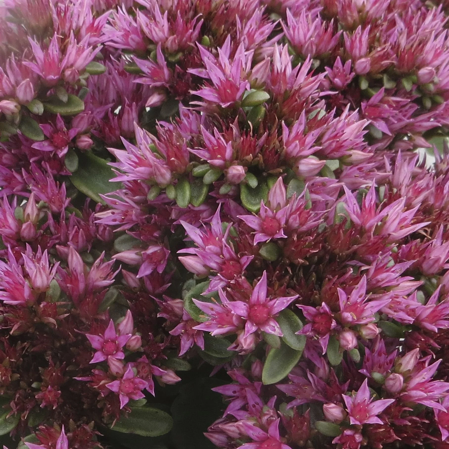 sedum spot on pink.jpeg