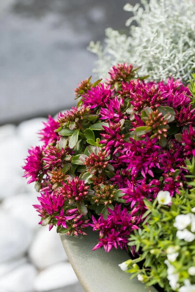sedum spot on deep rose.jpeg