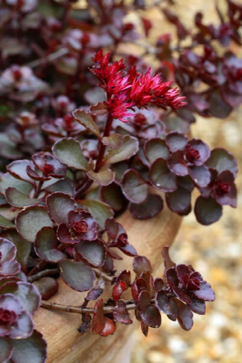 sedum dragon's blood stonecrop.jpeg
