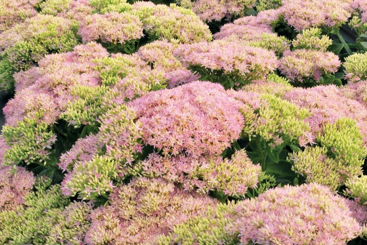 sedum crystal pink.jpeg