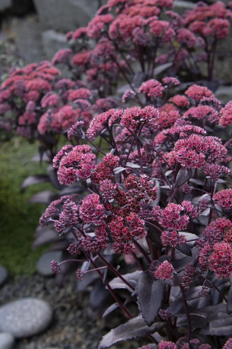 sedum chocolate fountain.jpeg