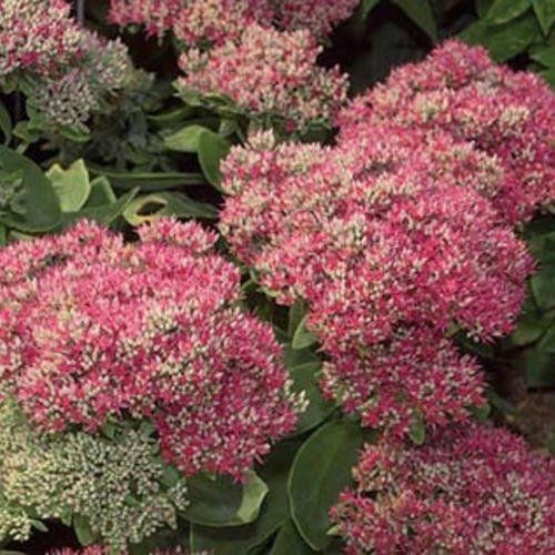sedum autumn fire.jpeg