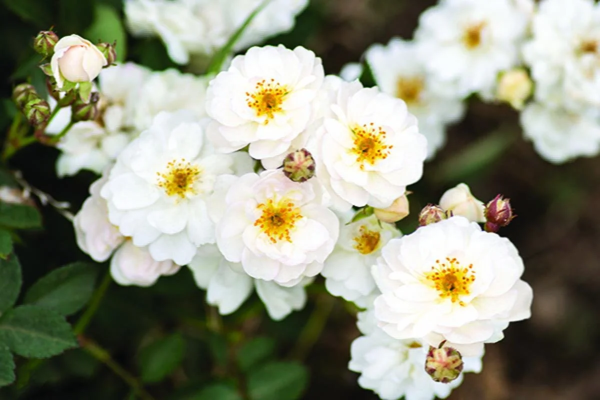 rose pretty polly.jpeg