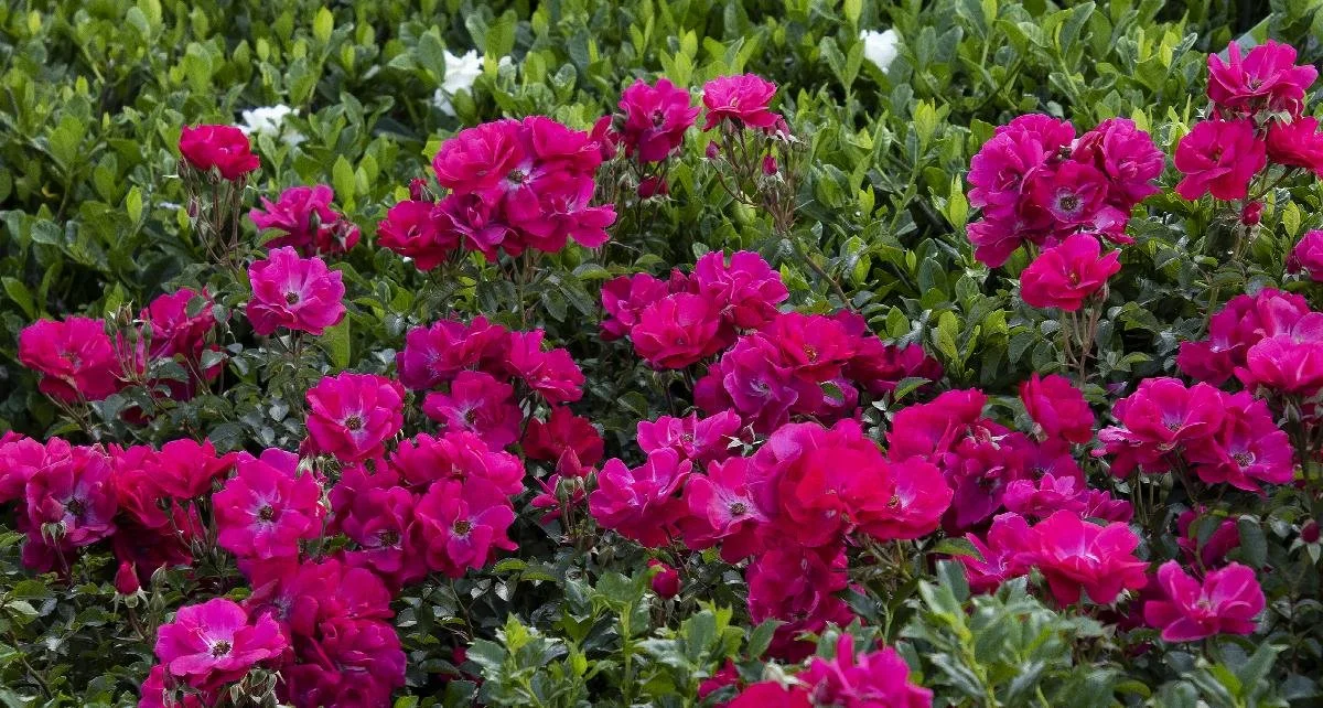 rose nitty gritty pink 2.jpeg