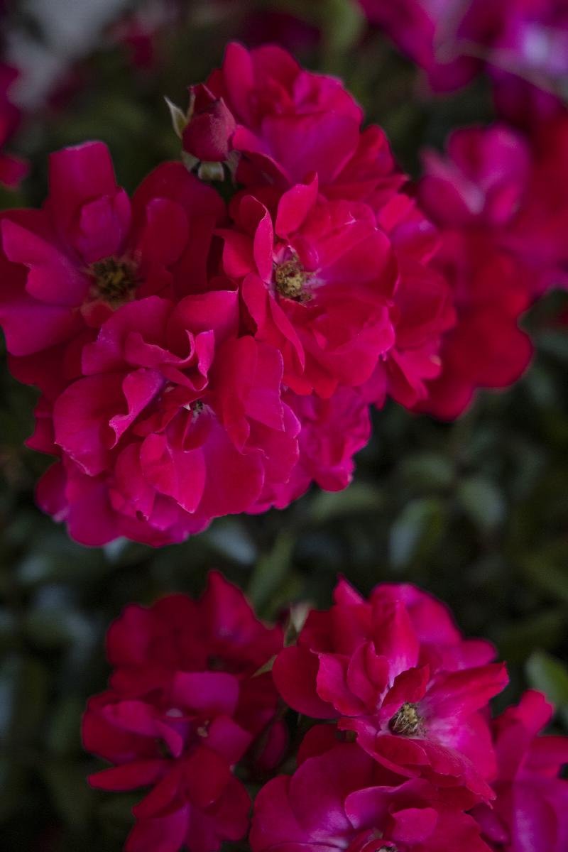 rose nitty gritty pink.jpeg