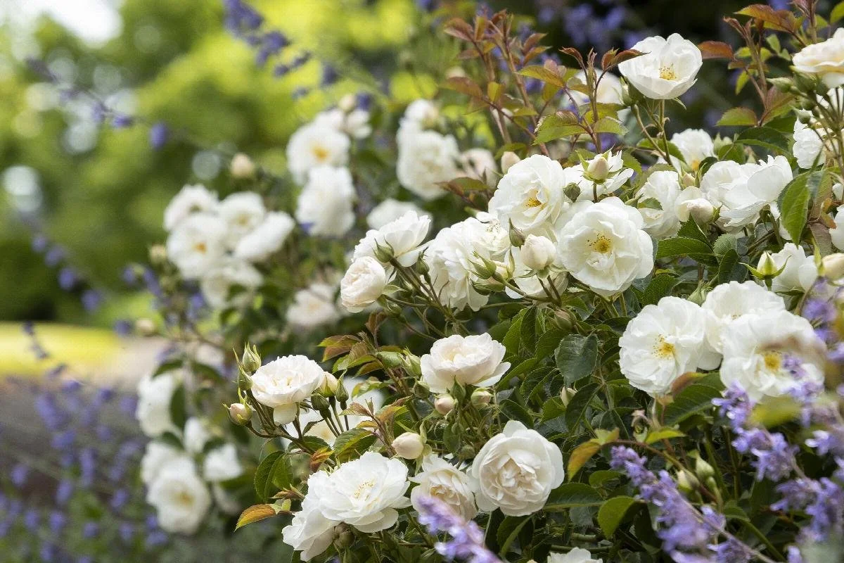 rose nitty gritty white 2.jpeg