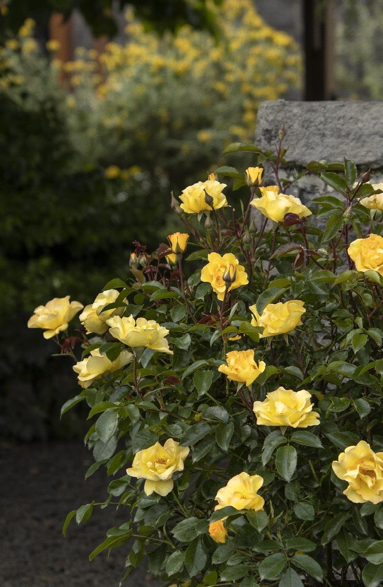 rose nitty gritty yellow 2.jpeg