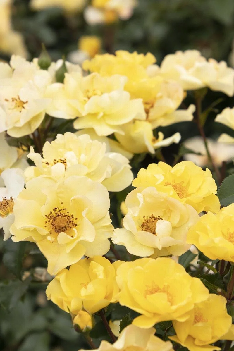 rose nitty gritty yellow.jpeg