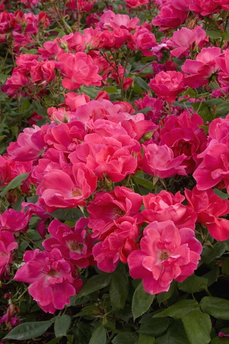 knock out shrub rose.jpeg