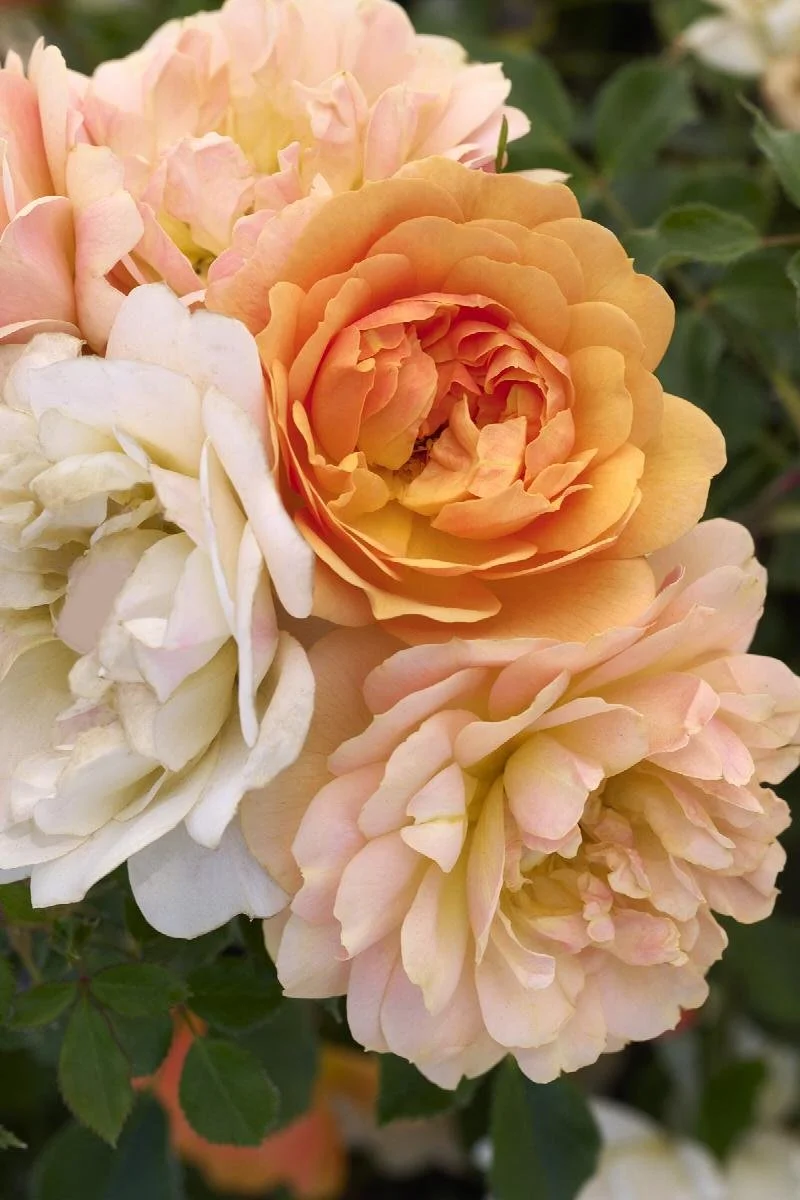 Itsy Bitsy Peach Miniature Rose - 5 Gallon Container