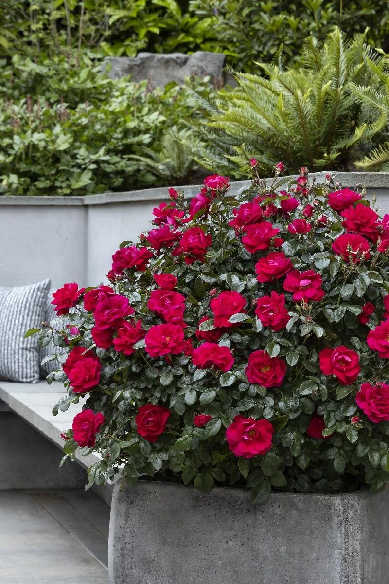 rose grace n grit pink.jpeg