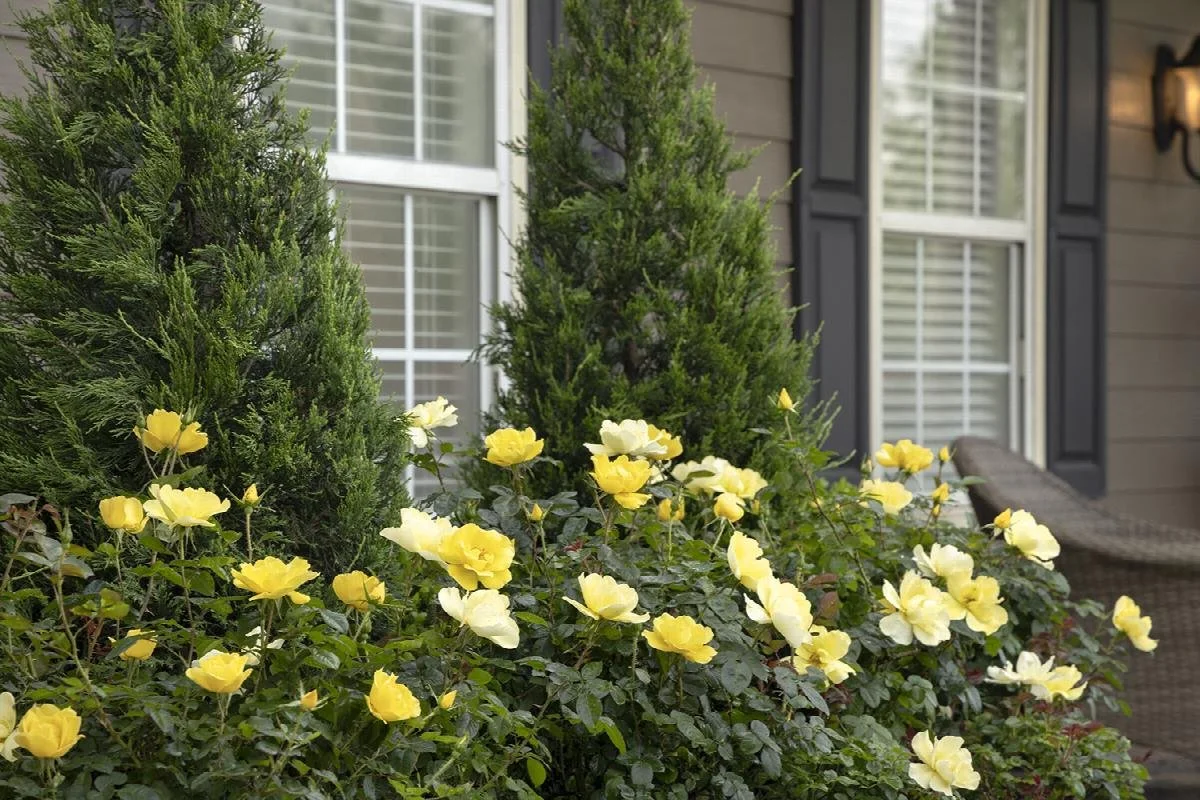 Grace N' Grit Yellow Shrub Rose