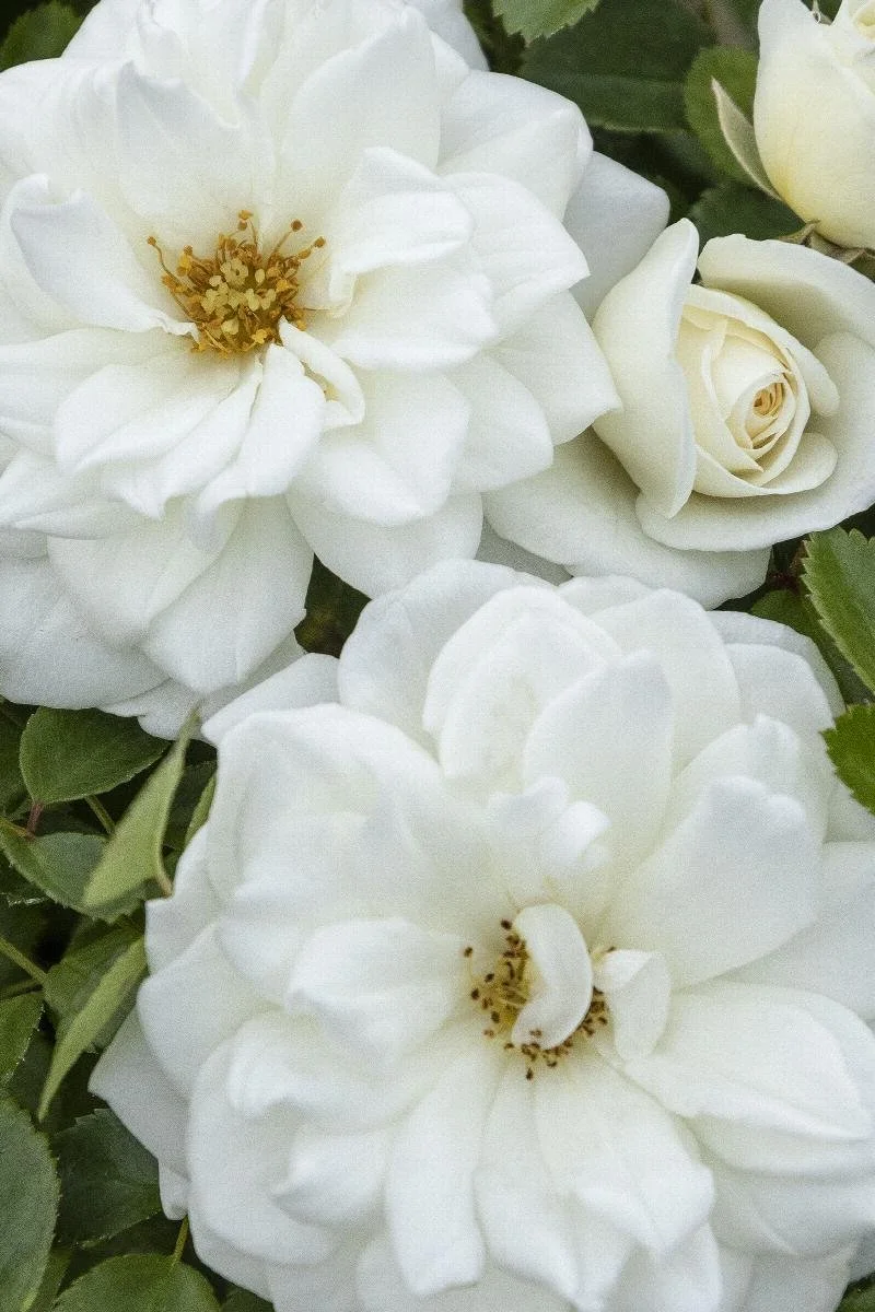 Grace N' Grit White Shrub Rose