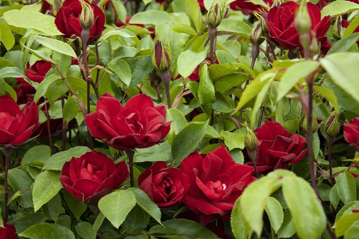 rose grace n grit red 2.jpeg