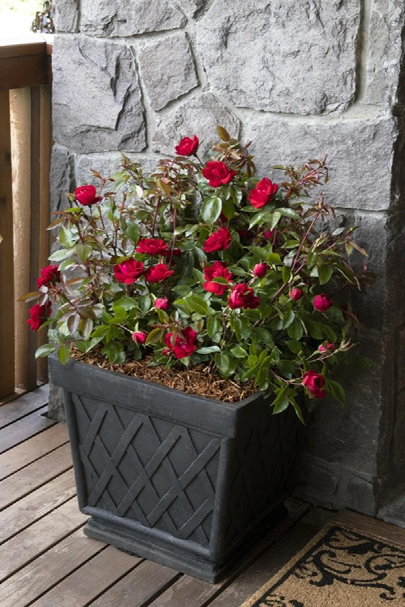 rose grace n grit red.jpeg