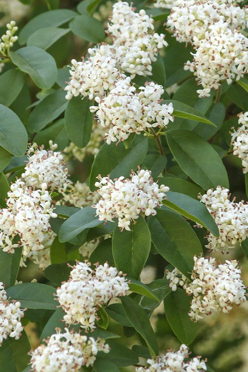 privet california.jpeg