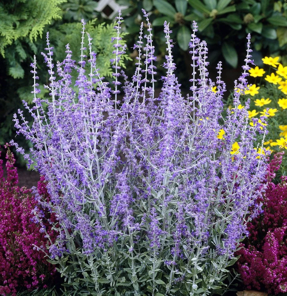 Little Spire Russian Sage, Perovskia Atriplicifolia - 1 Gallon Container