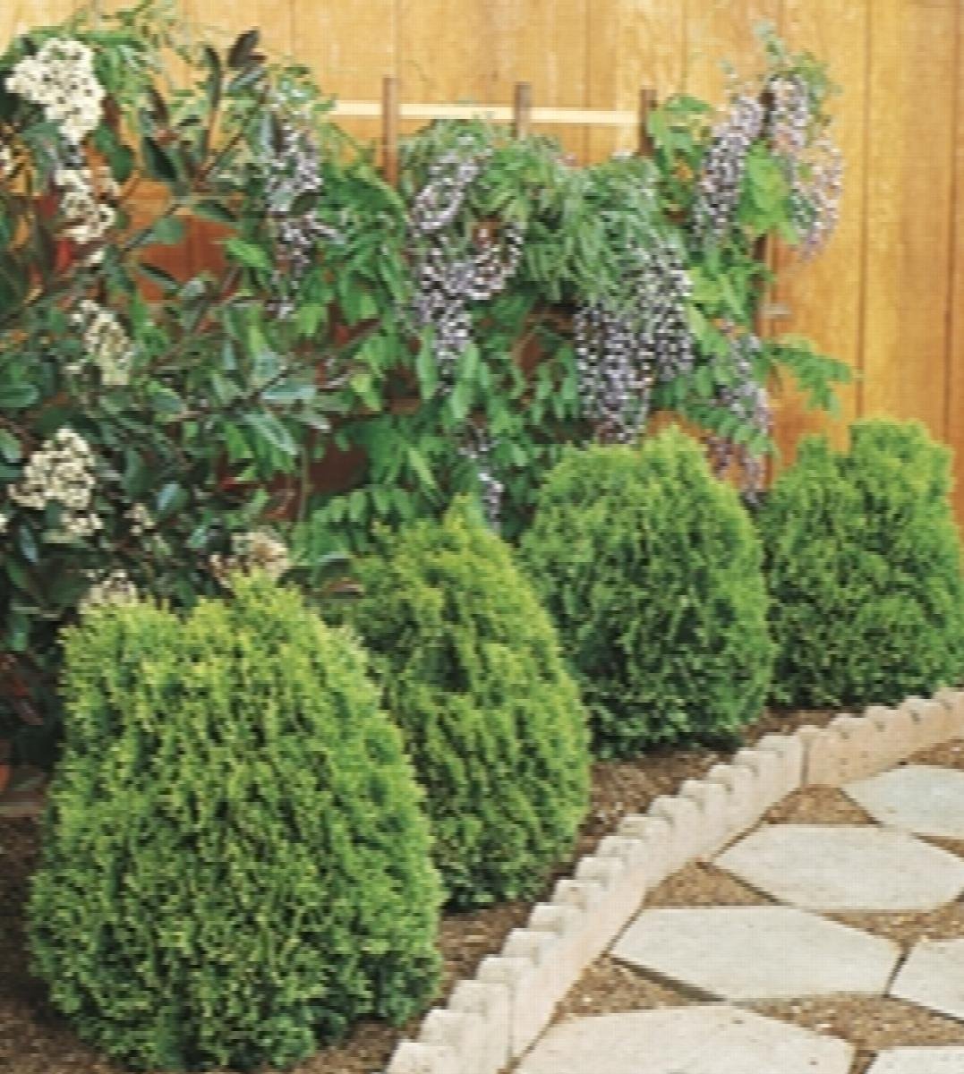 arborvitae westmont 2.jpeg