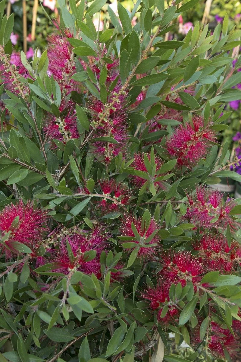bottlebrush scarlet.jpeg