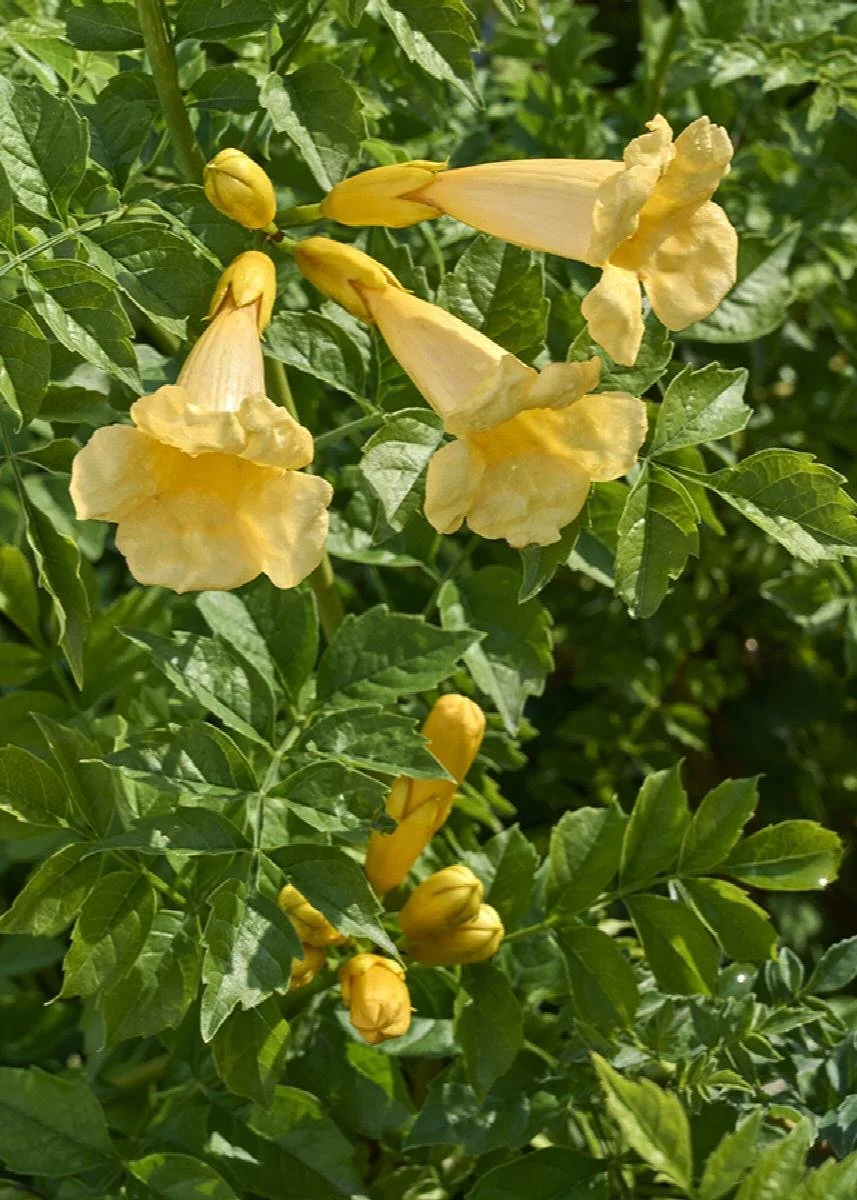 Yellow Trumpet Vine