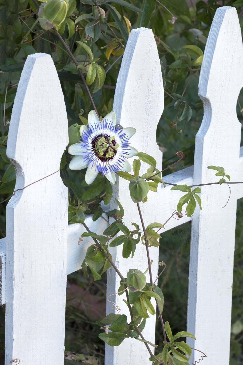 Vine blue passion 2.jpeg