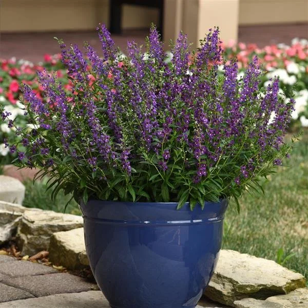 Angelonia Purple 2.jpeg