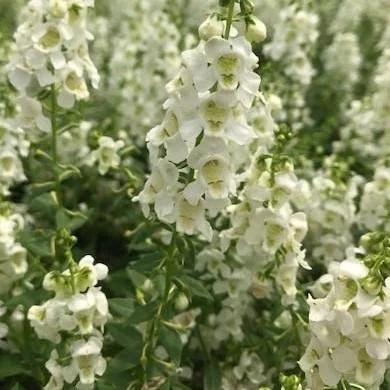 Angelonia White - Flat of Ten 4.5 inch Containers