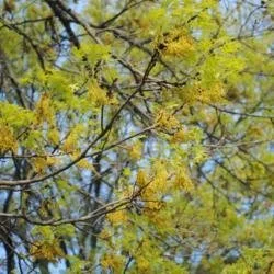 oak northern red 2.jpeg